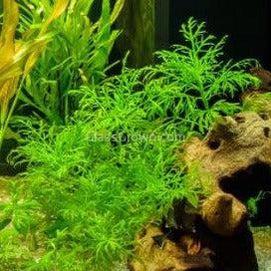 Bunch Water Wisteria (Hygrophila Difformis)