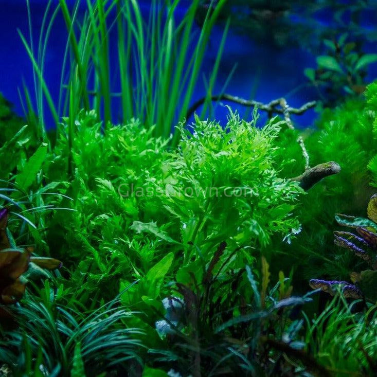 Bunch Water Wisteria (Hygrophila Difformis)