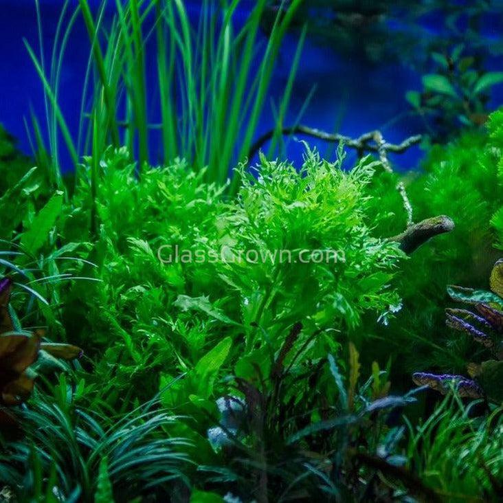Bunch Water Wisteria (Hygrophila Difformis)