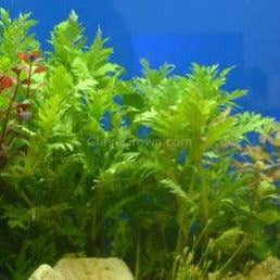 Bunch Water Wisteria (Hygrophila Difformis)