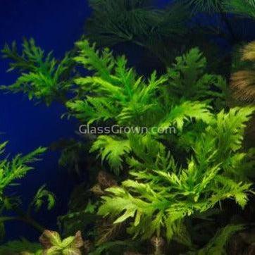 Bunch Water Wisteria (Hygrophila Difformis)