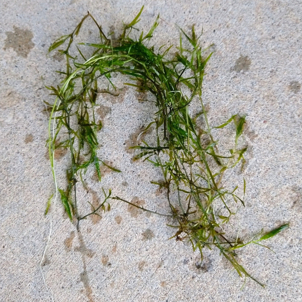 Bunch Najas Guppy Grass (Najas Guadalupensis)