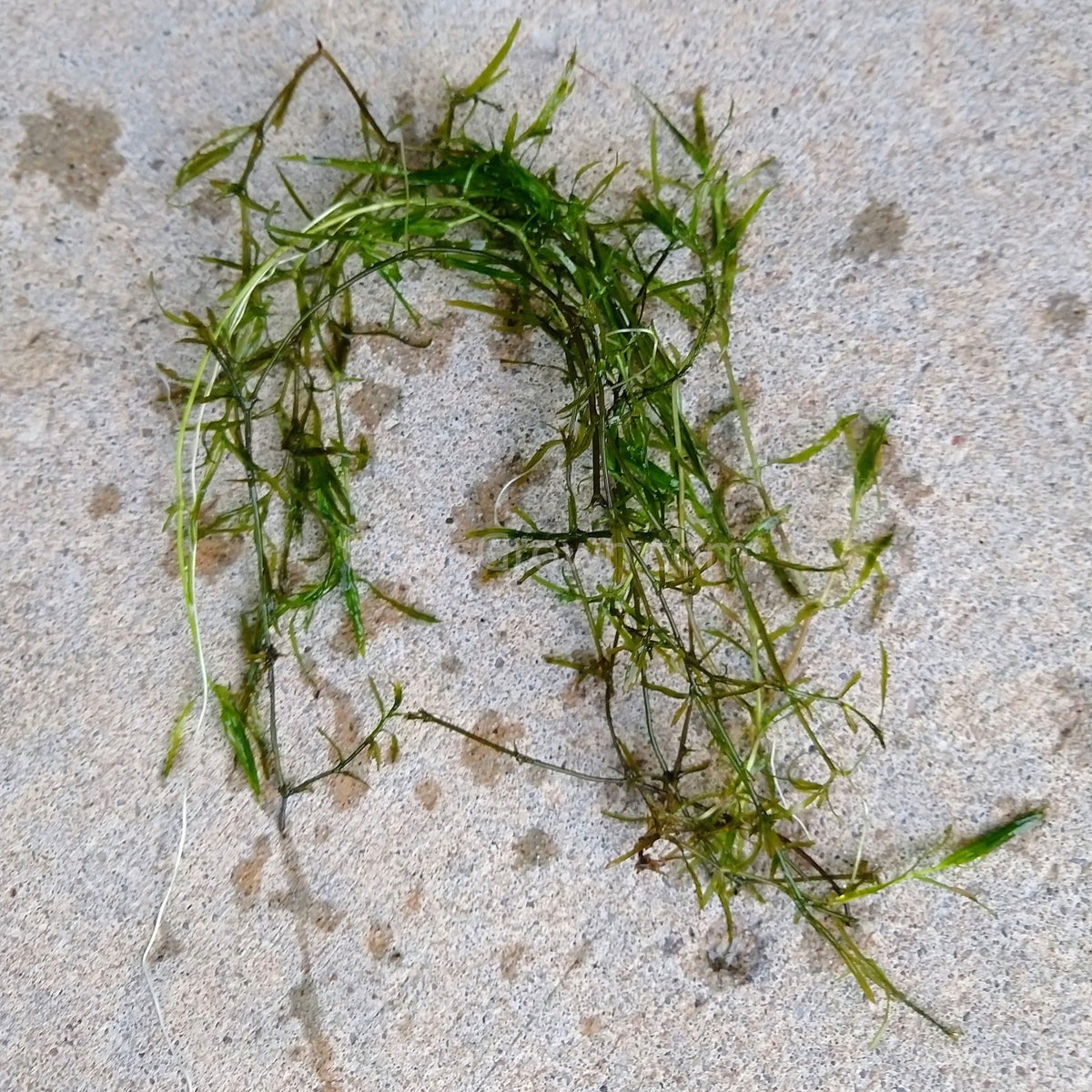 Bunch Najas Guppy Grass (Najas Guadalupensis)