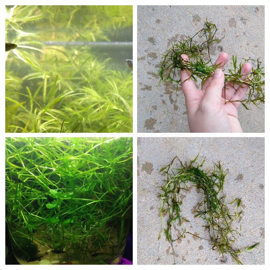 Bunch Najas Guppy Grass (Najas Guadalupensis)