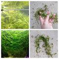 Bunch Najas Guppy Grass (Najas Guadalupensis)