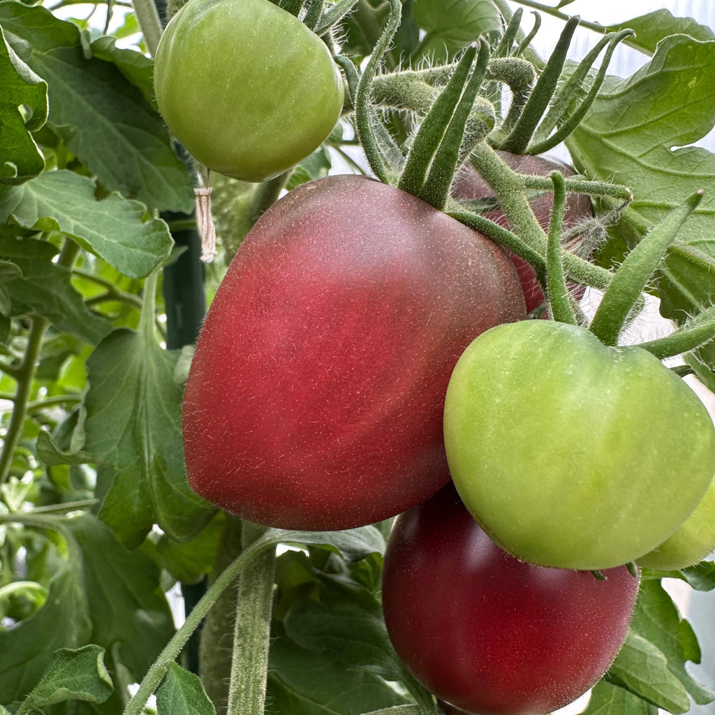 Ukrainian Purple Tomato Seeds