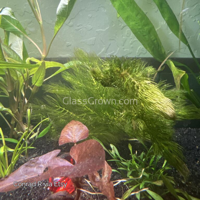 Bunch Hornwort (Ceratophyllum Demersum)