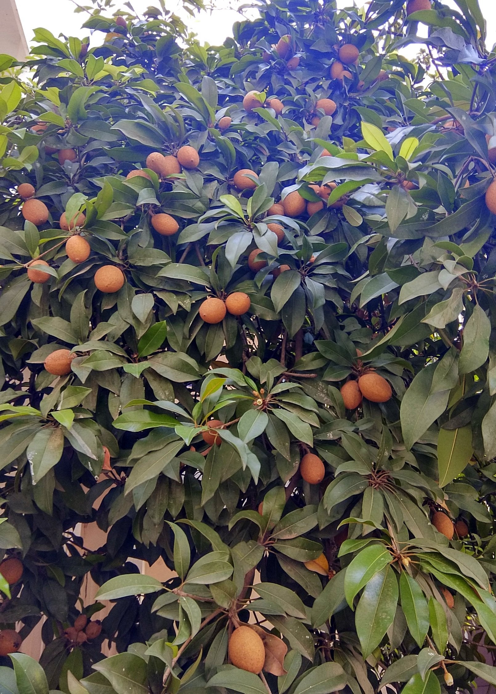 Mamey Sapote 'Magana' (Pouteria sapota)