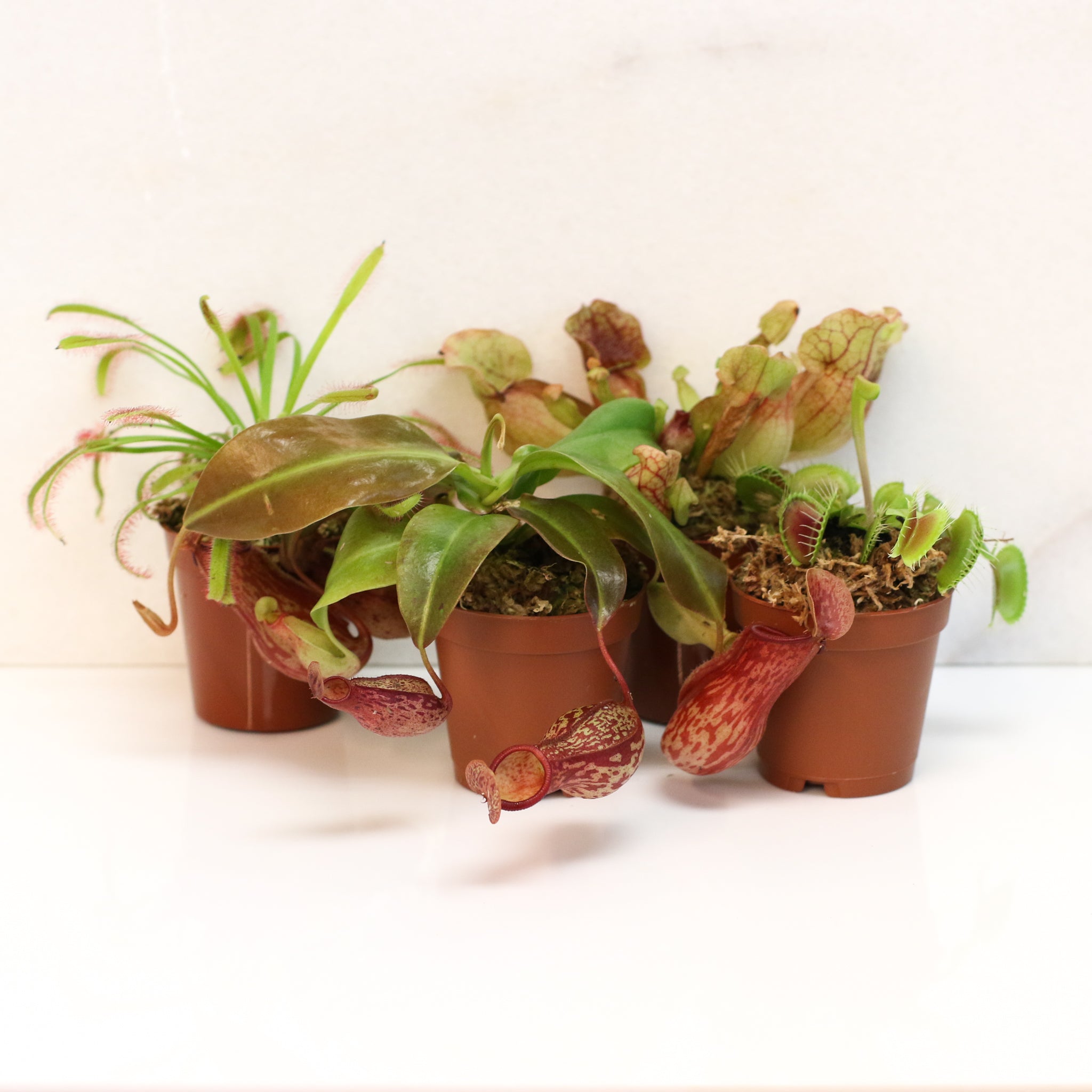 Savage Quad Carnivorous Plant Bundle