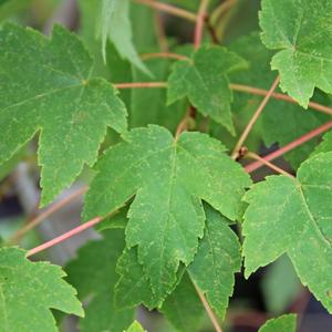 Maple Tree 'Burgundy Belle'