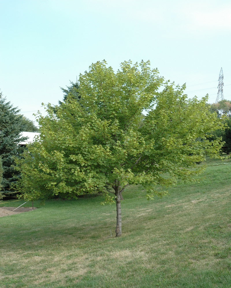 Maple Tree 'Burgundy Belle'