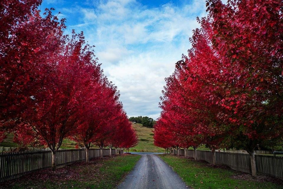 Maple Tree 'Burgundy Belle'