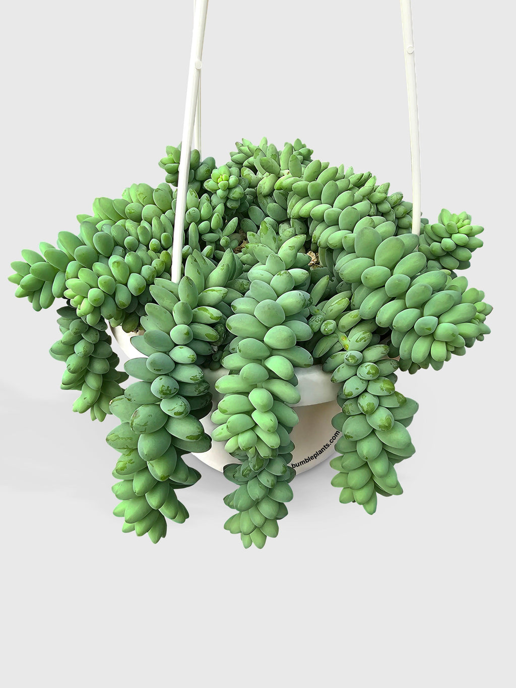 Burro's Donkey Tail Succulent