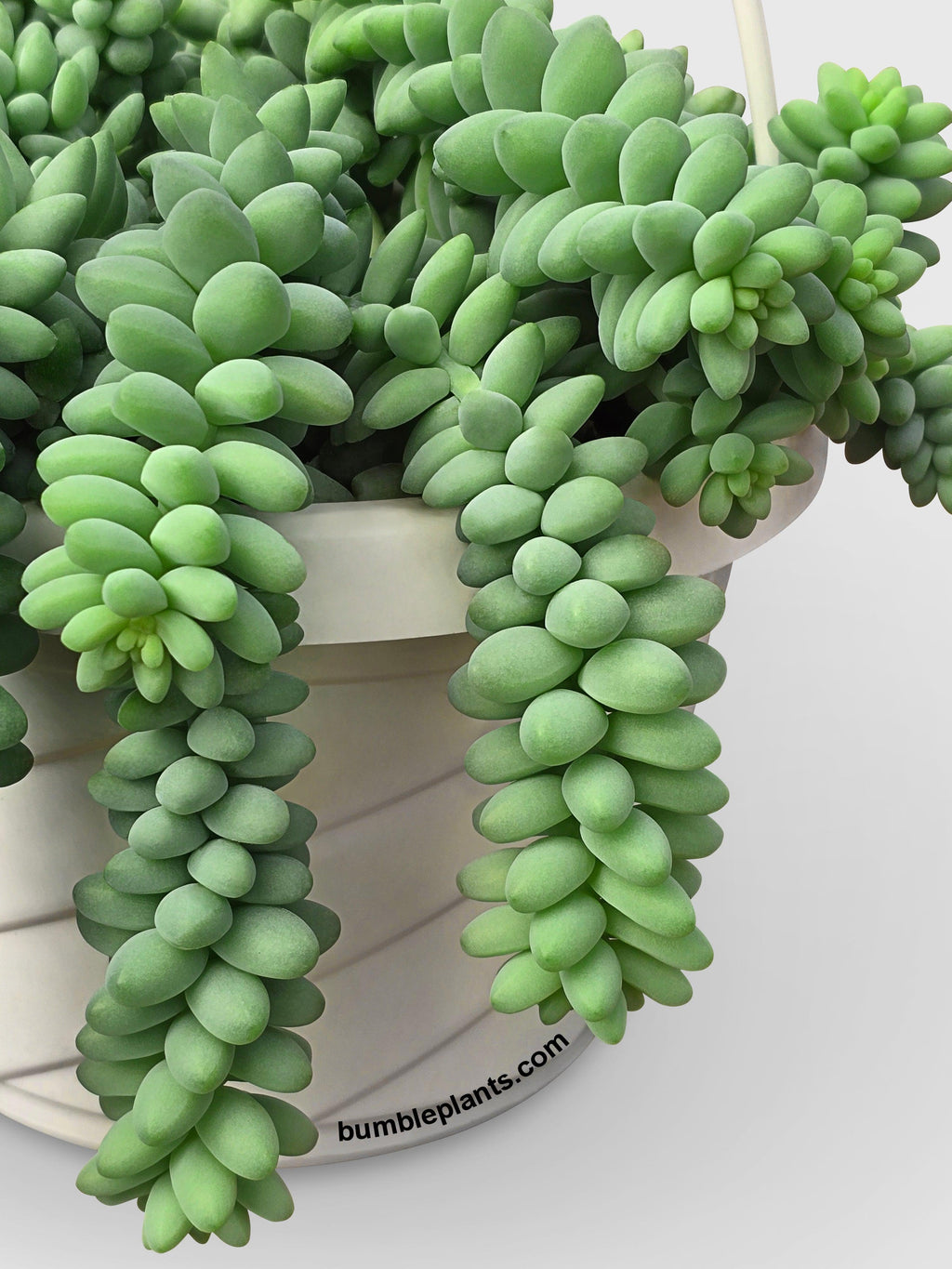 Burro's Donkey Tail Succulent