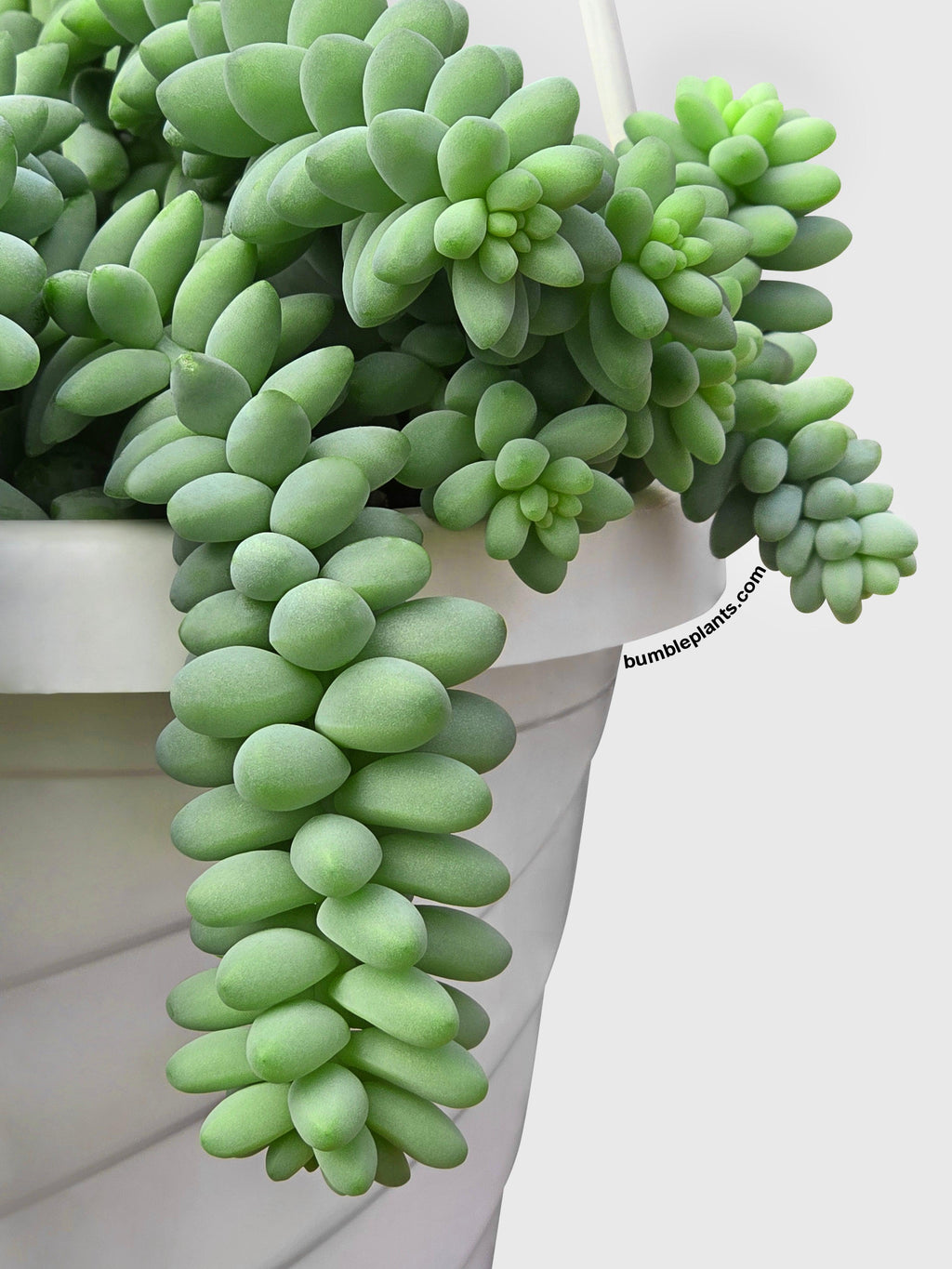 Burro's Donkey Tail Succulent