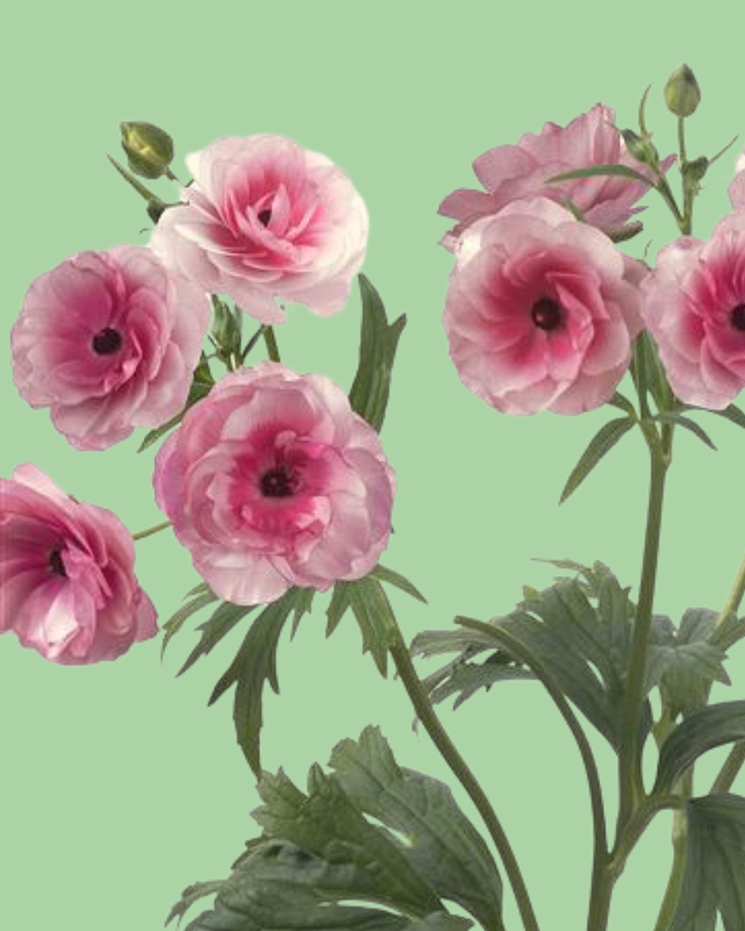 Butterfly Ranunculus 'Hera' corms