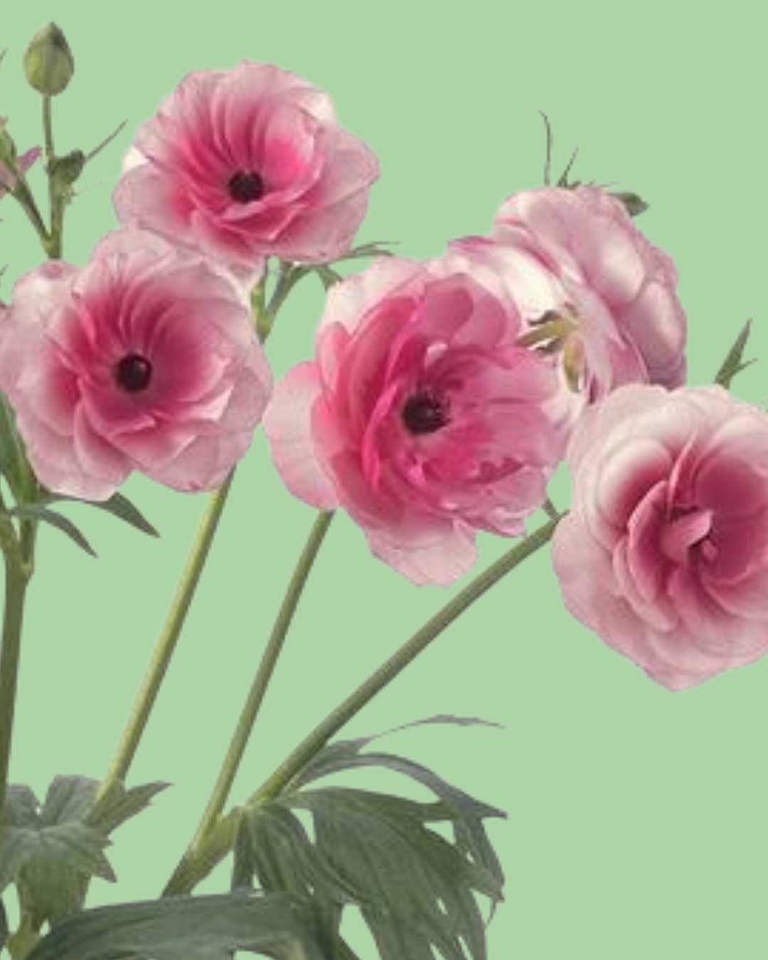Butterfly Ranunculus 'Hera' corms