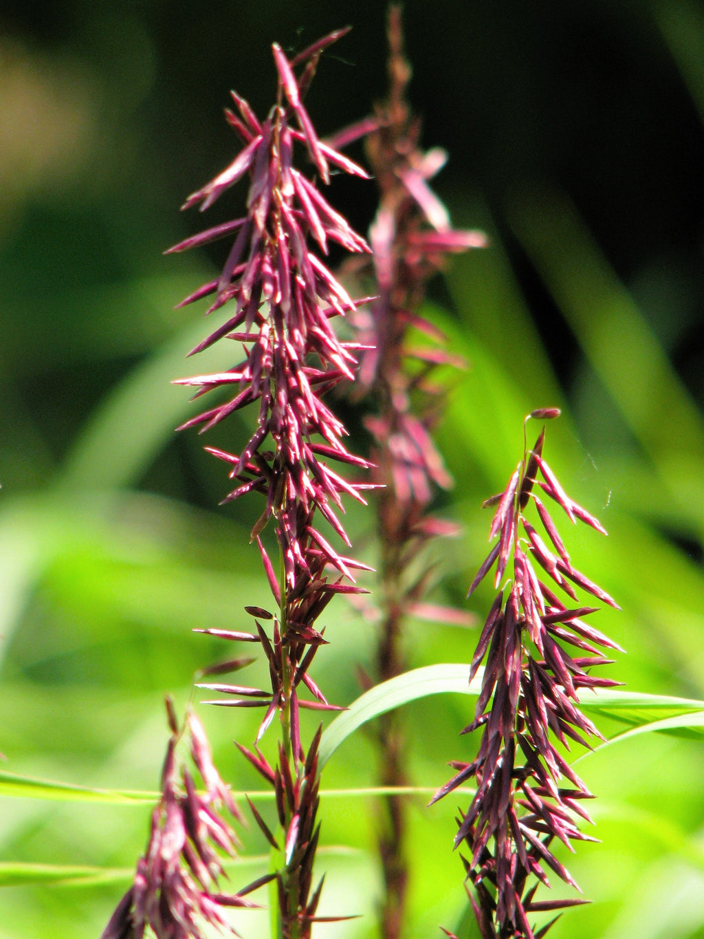20 RED Spire MELIC GRASS Purple Melica Transsilvanica Flower Seeds