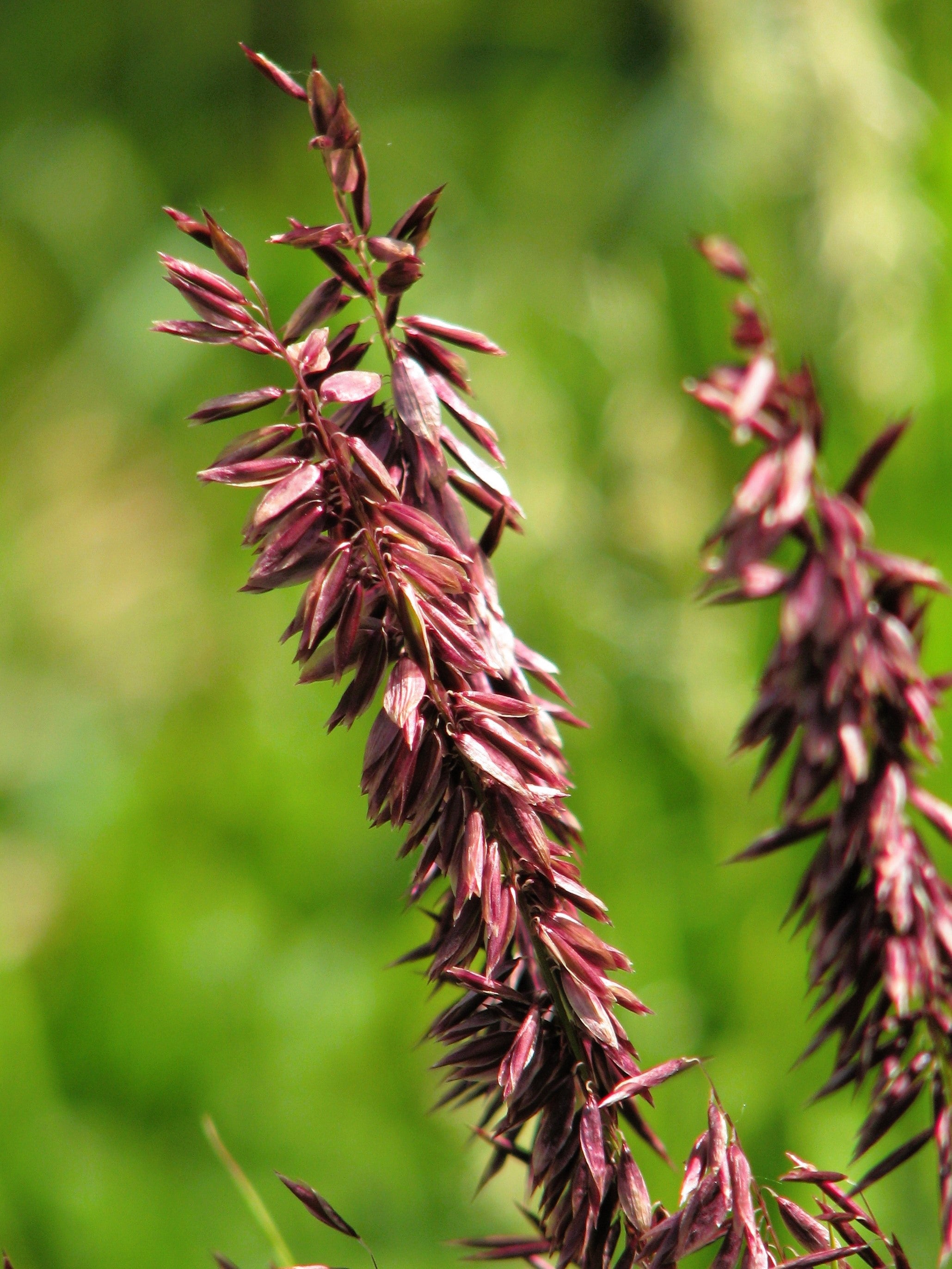 20 RED Spire MELIC GRASS Purple Melica Transsilvanica Flower Seeds