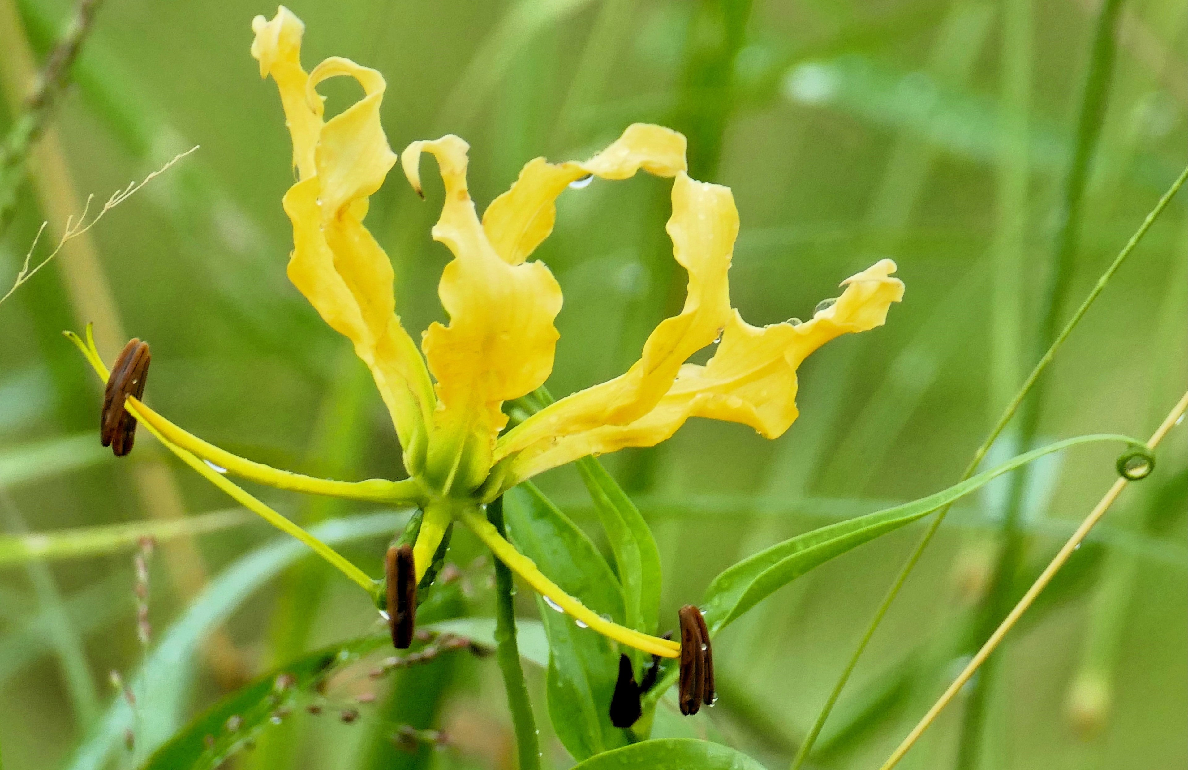 10 YELLOW GLORIOSA LILY Flame Lily Gloriosa Lutea Flower Vine Seeds