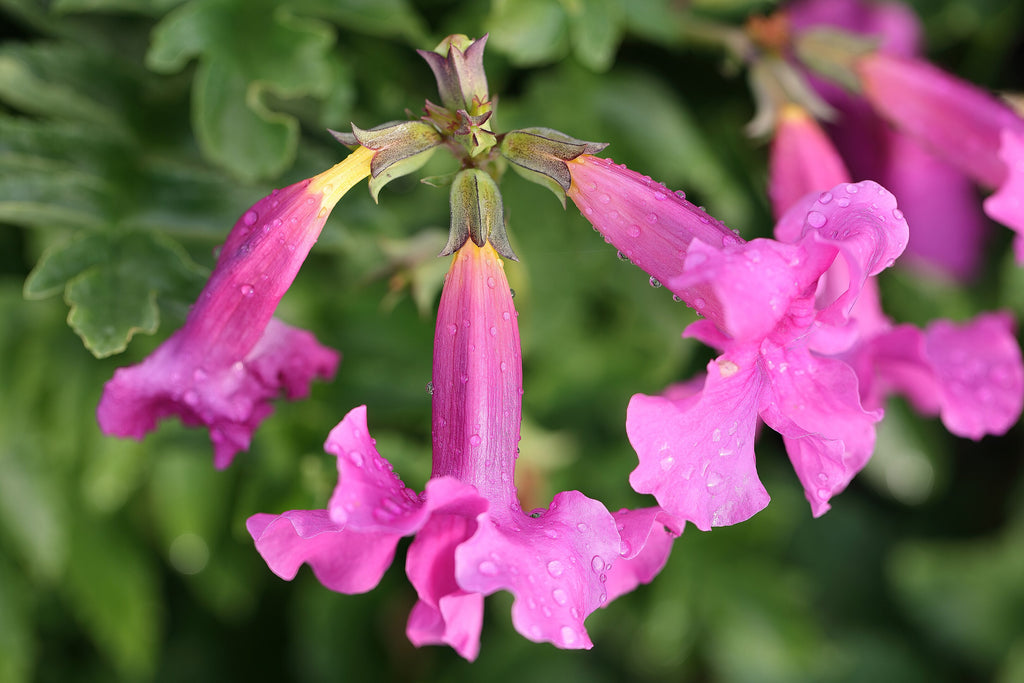 10 Cheron PINK HARDY GLOXINIA Incarvillea Delavayi Flower Seeds