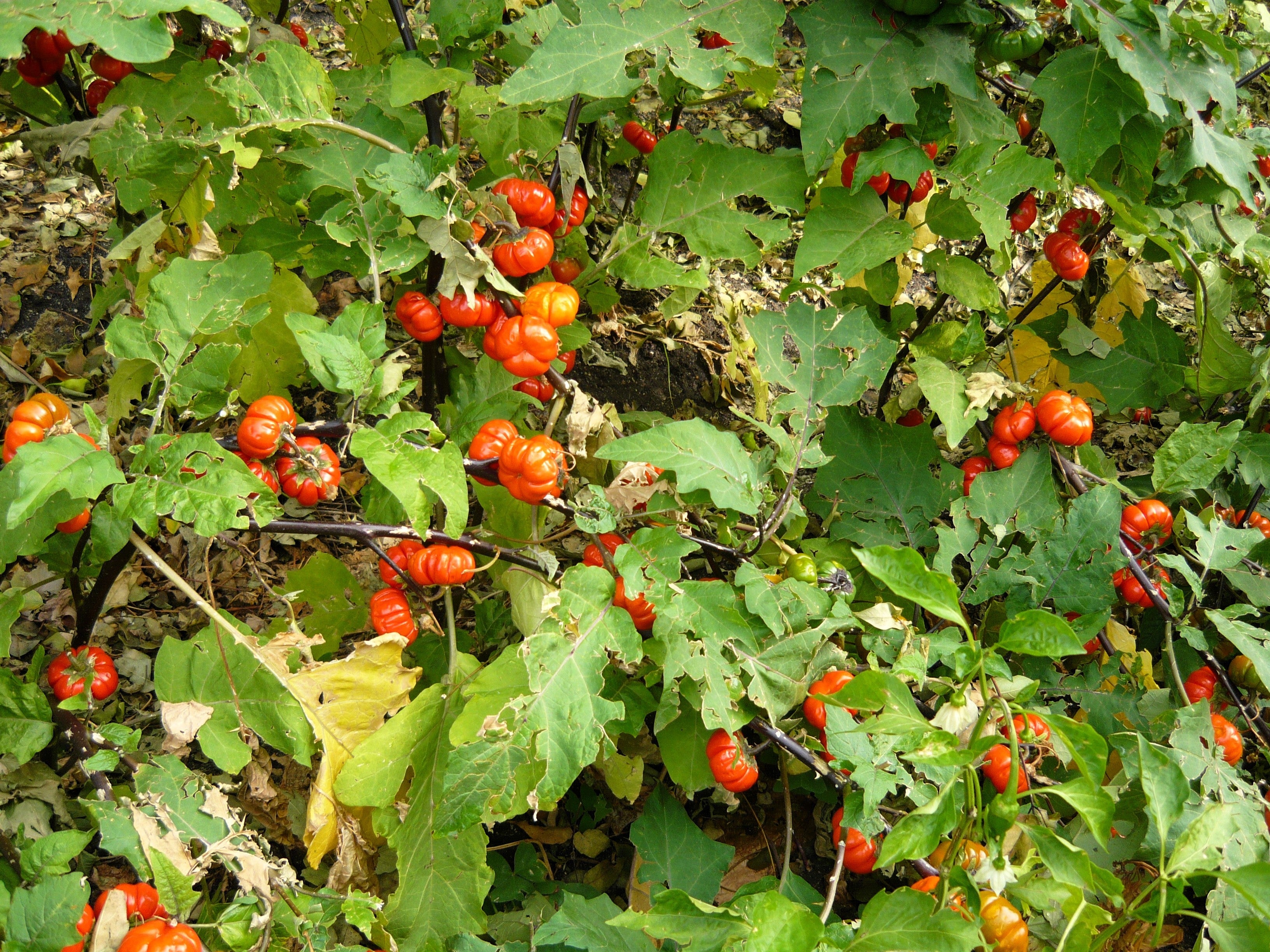 25 RUFFLED RED EGGPLANT Pumpkin On A Stick Edible & Ornamental Solanum Melongena Seeds