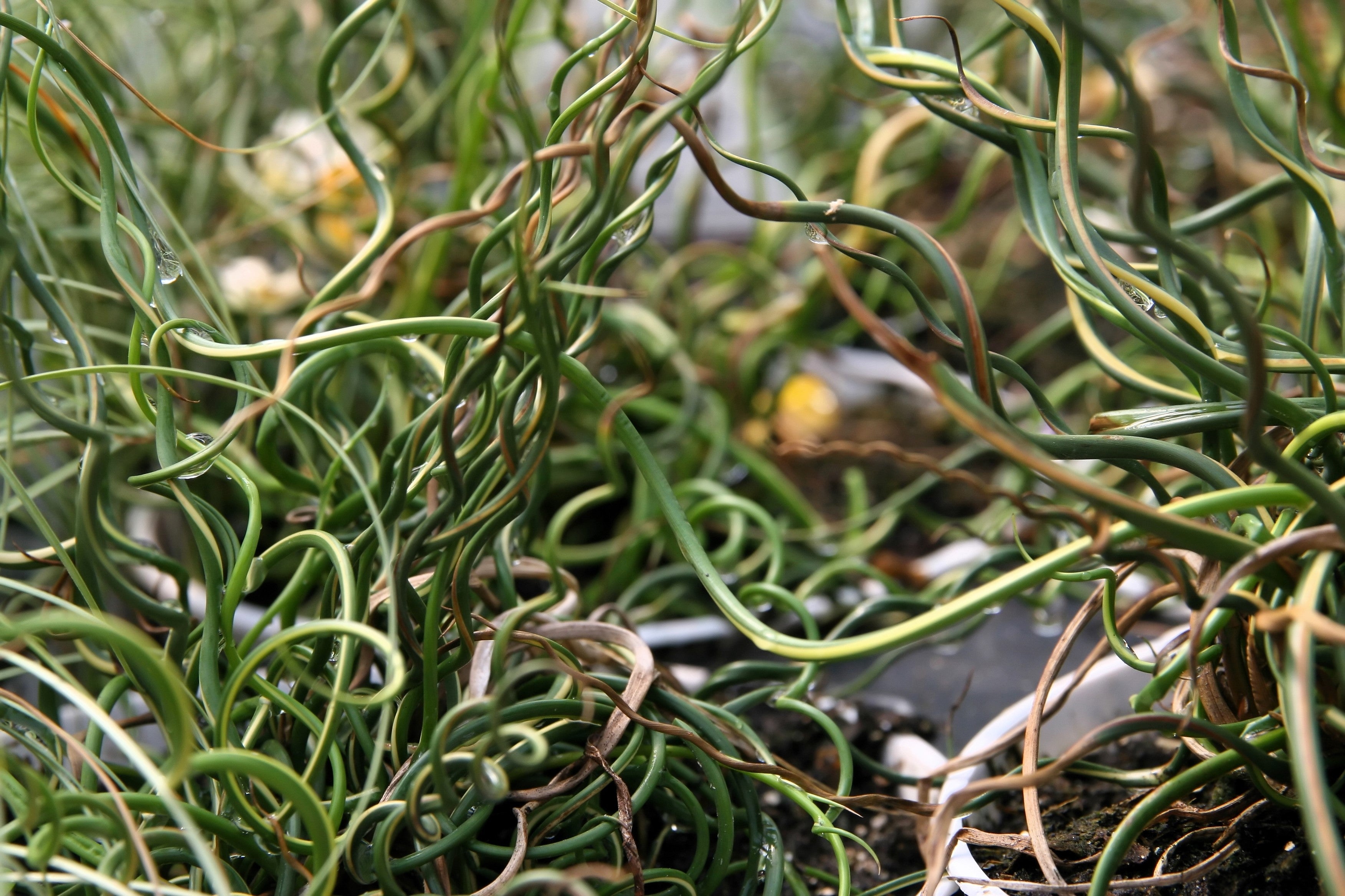 10 CORKSCREW RUSH Spiral Grass Juncus Effusus Spiralis Wetland Pond Seeds