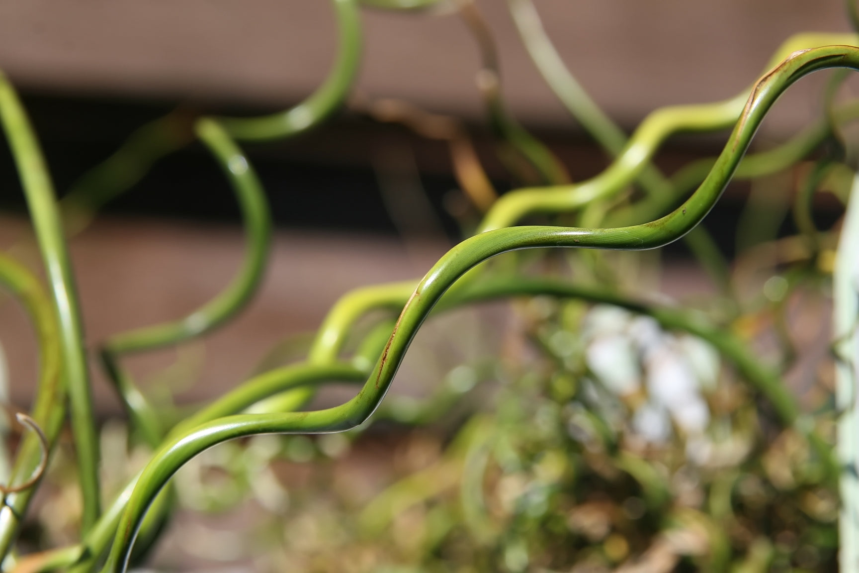 10 CORKSCREW RUSH Spiral Grass Juncus Effusus Spiralis Wetland Pond Seeds