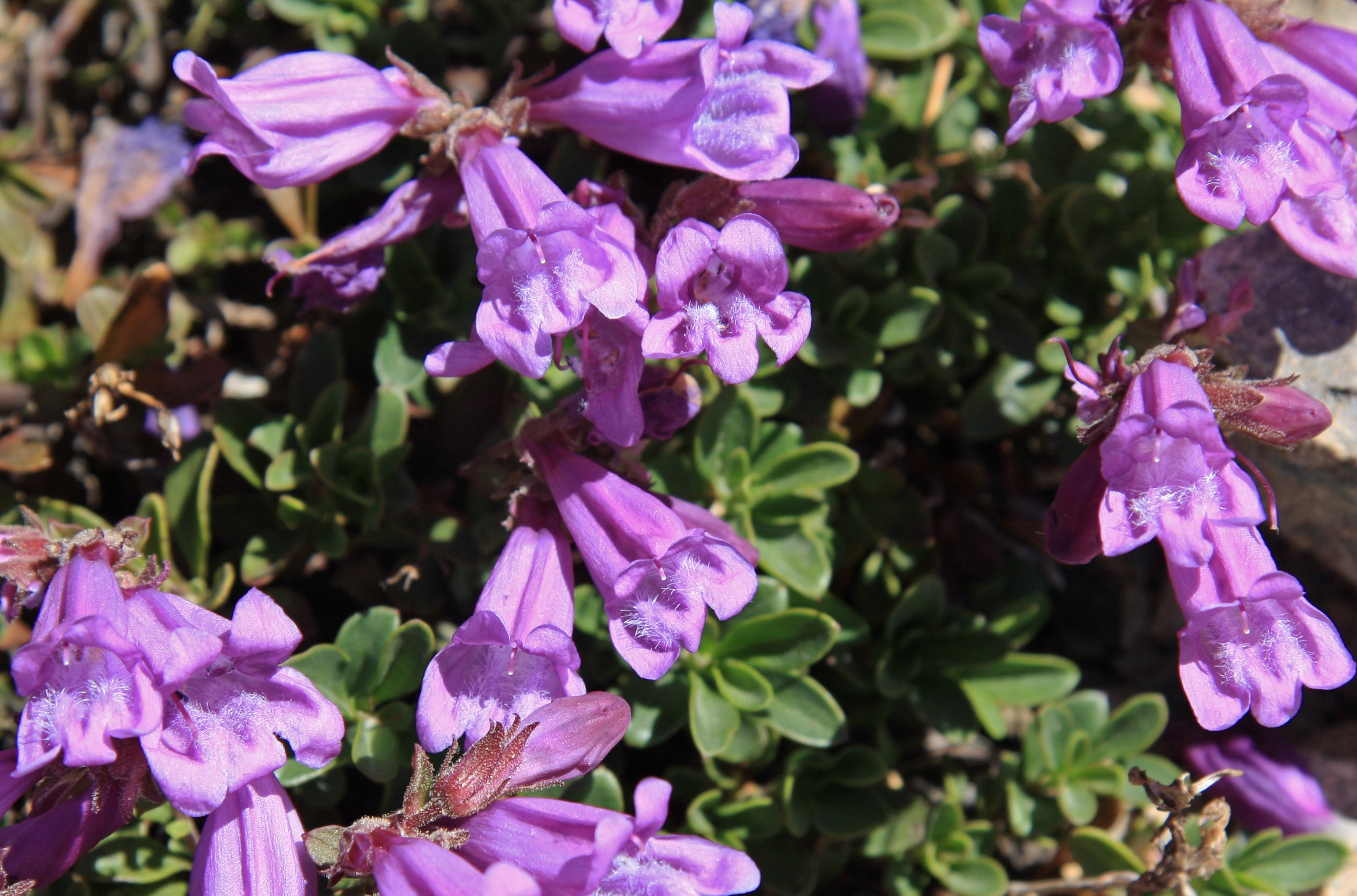 50 ALPINE PENSTEMON Davidsonii Davidson's Beardtongue Purple Flower Seeds