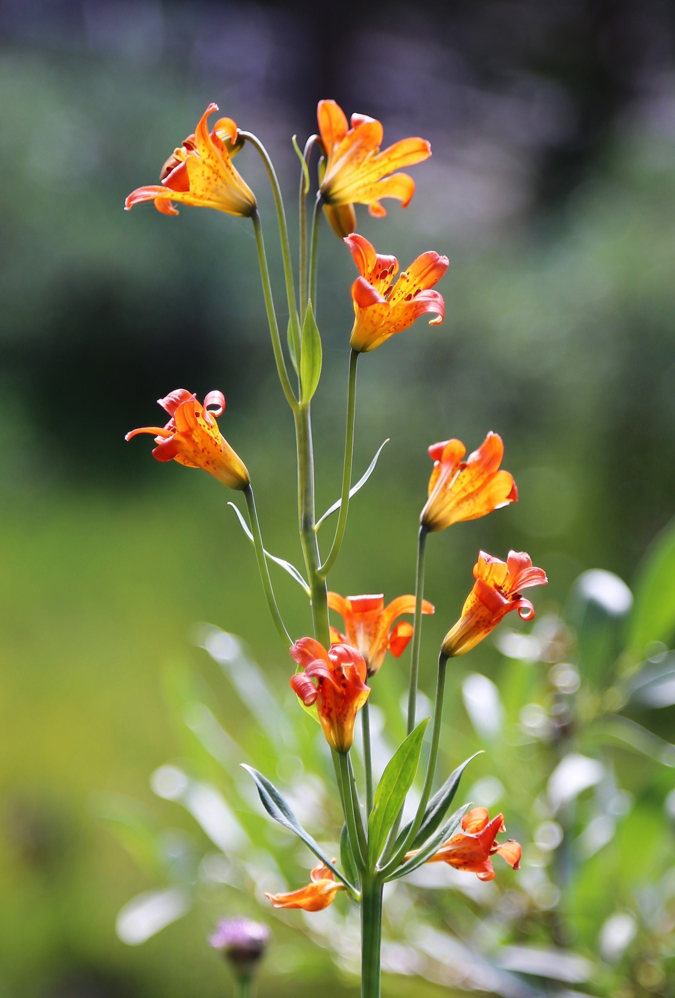 15 WESTERN HYBRIDS LILY Tiger, Leopard, Lemon, Alpine, Kellogg - Mixed Colors Pink, Red, Yellow, Orange - Native Lilium Flower Seeds