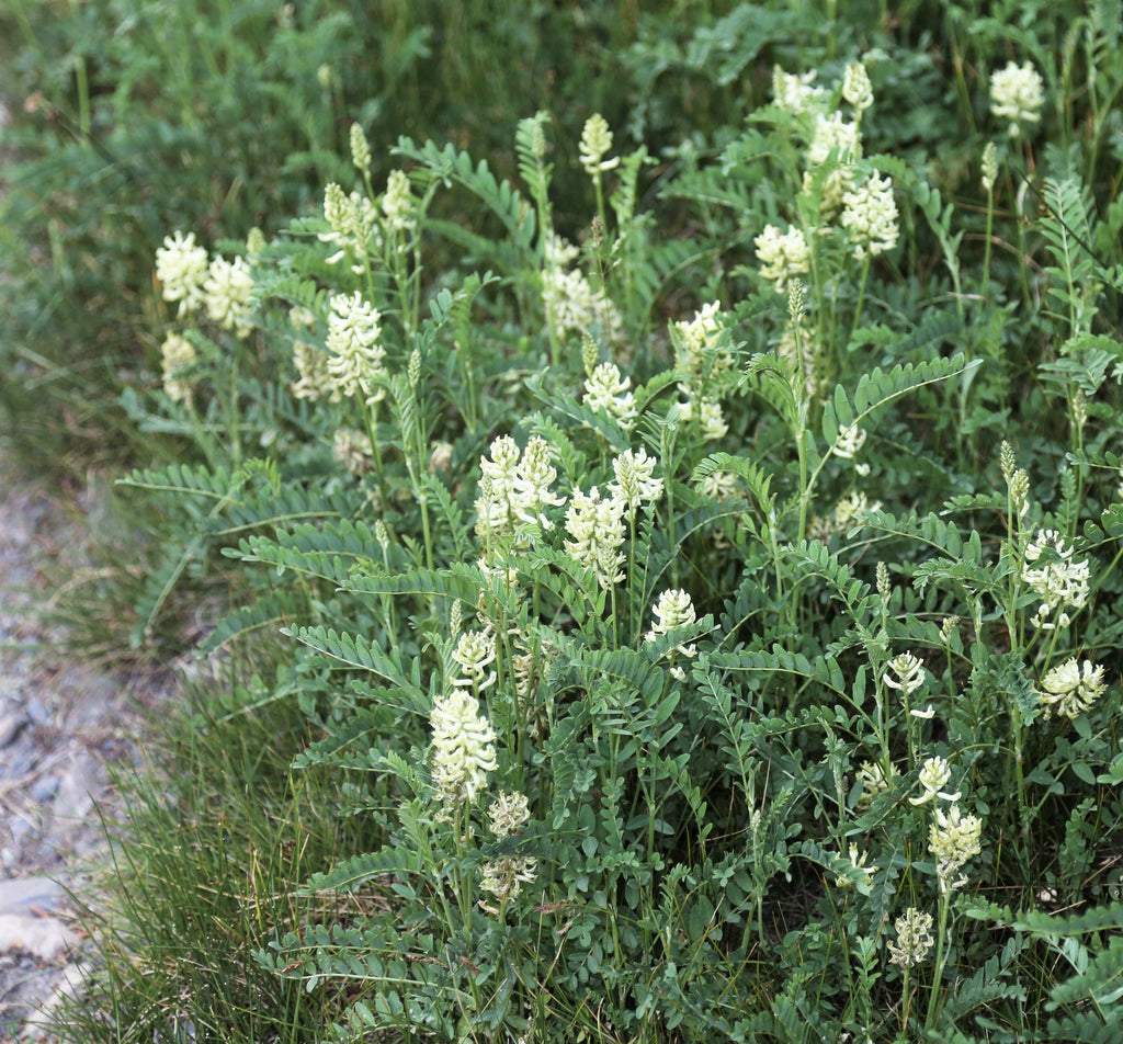 50 AMERICAN LICORICE Glycyrrhiza Lepidota aka Wild Licorice Native Herb White Flower Seeds