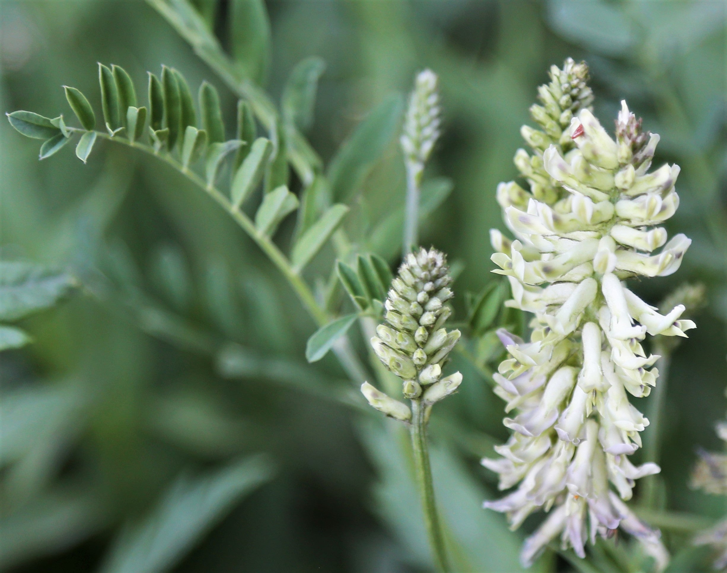 50 AMERICAN LICORICE Glycyrrhiza Lepidota aka Wild Licorice Native Herb White Flower Seeds