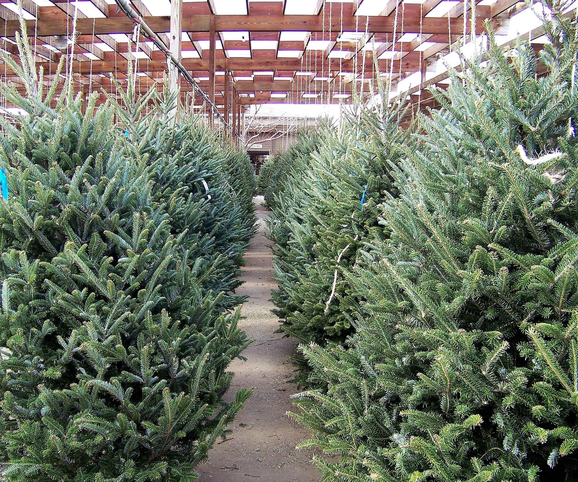 Grow Your Own CHRISTMAS TREE - Balsam Fir ( Abies Balsamea ) Gift Packet of Tree Seeds