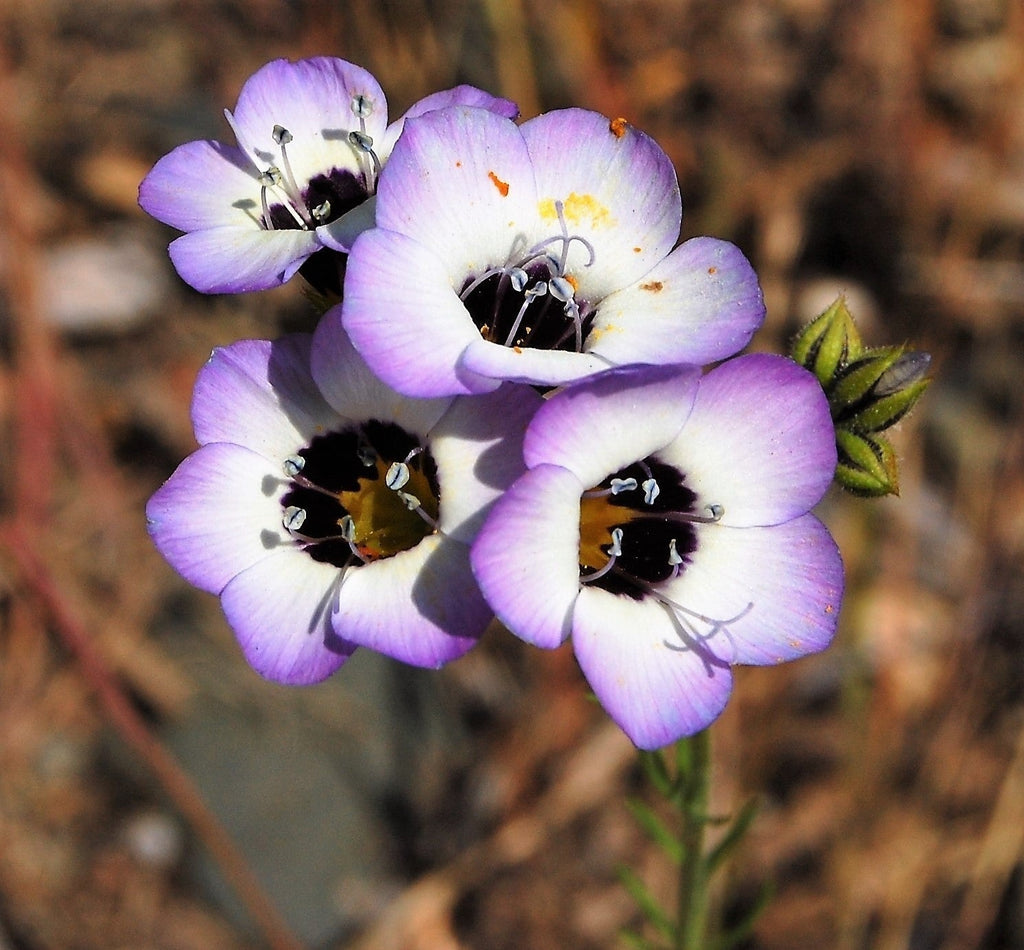 1000 BIRDS EYES Gilia Tricolor Lavender White Native Fragrant Hummingbird Flower Seeds