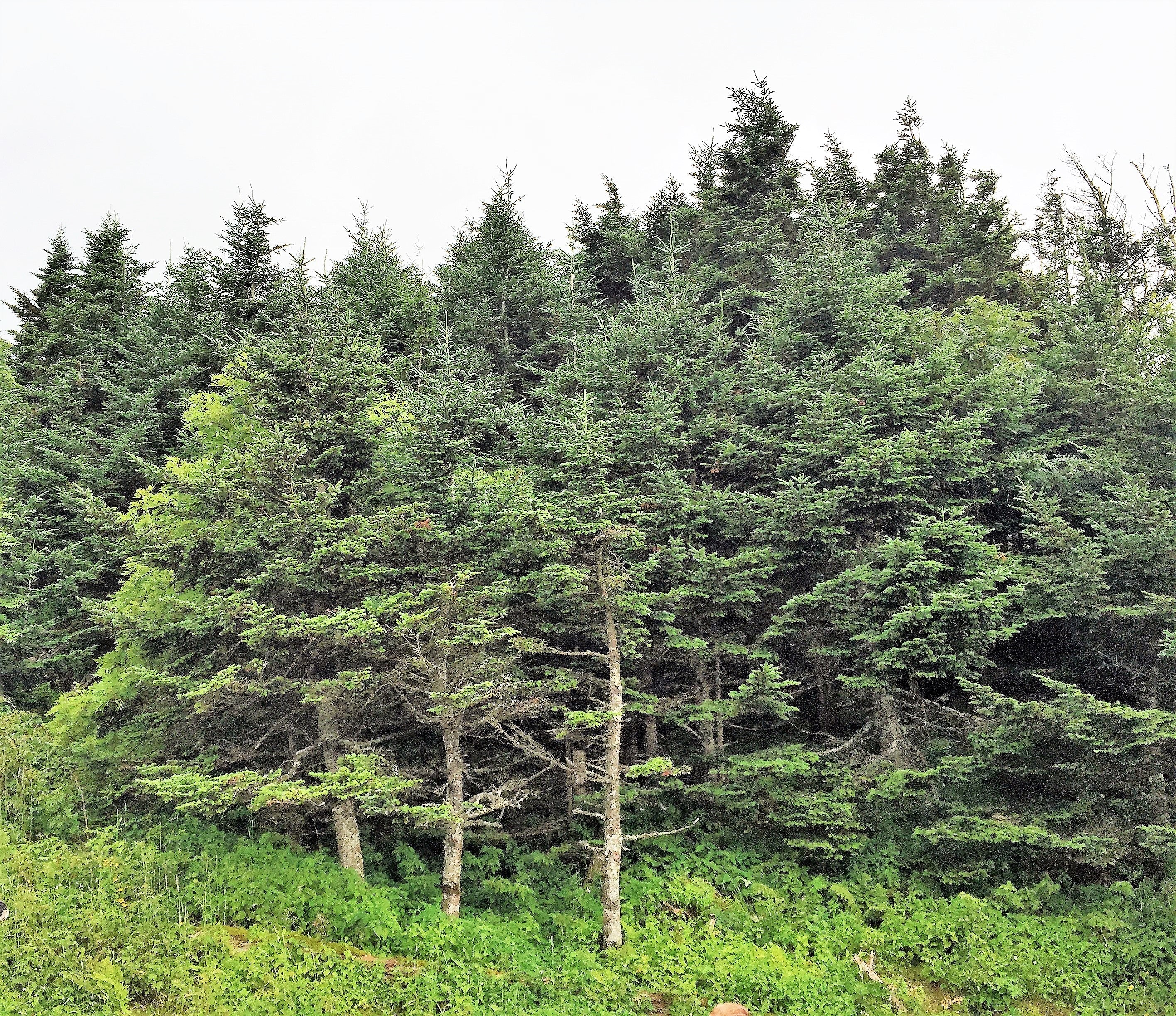 20 FRASER FIR Tree Abies Fraseri Christmas Tree Southern Balsam Fir Native Evergreen Seeds
