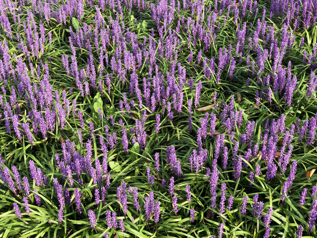 5 LILYTURF Liriope Muscari aka Big Blue Lily Turf / Monkey Grass Flower Seeds