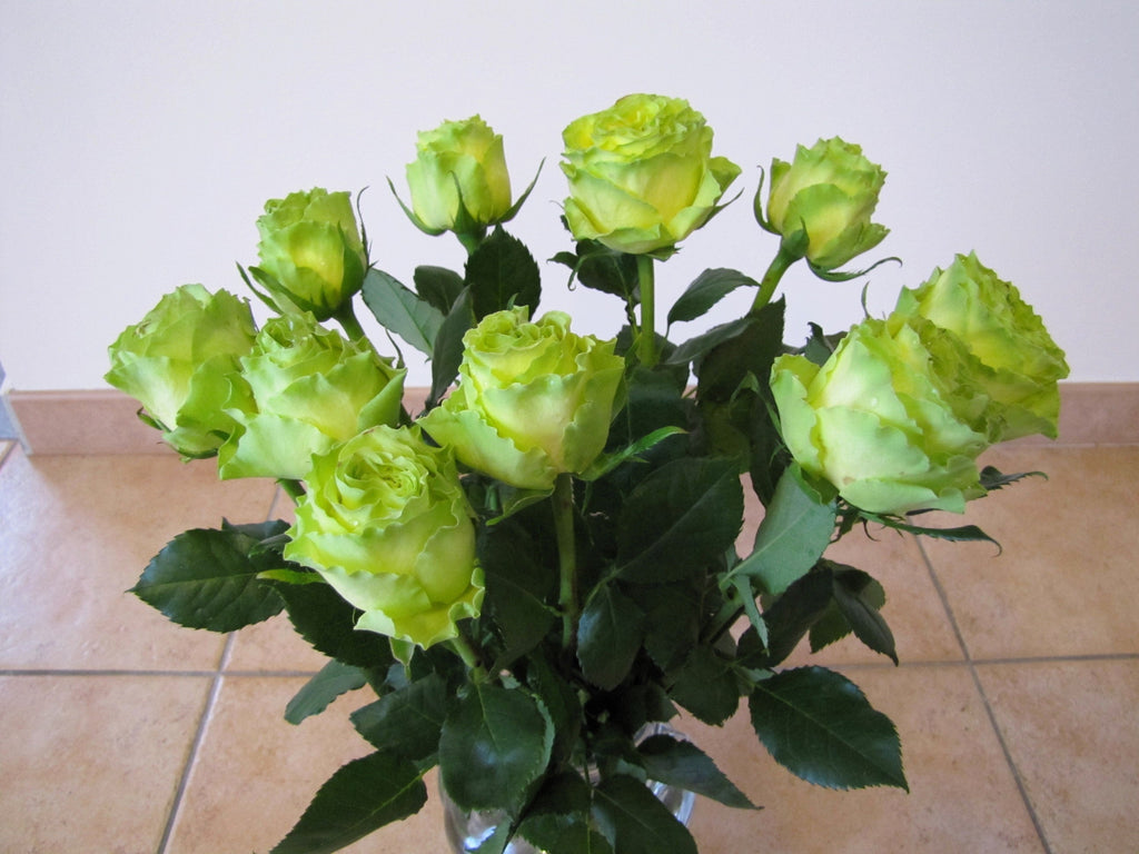 5 GREEN ROSE Rosa Bush Shrub Perennial Flower Seeds