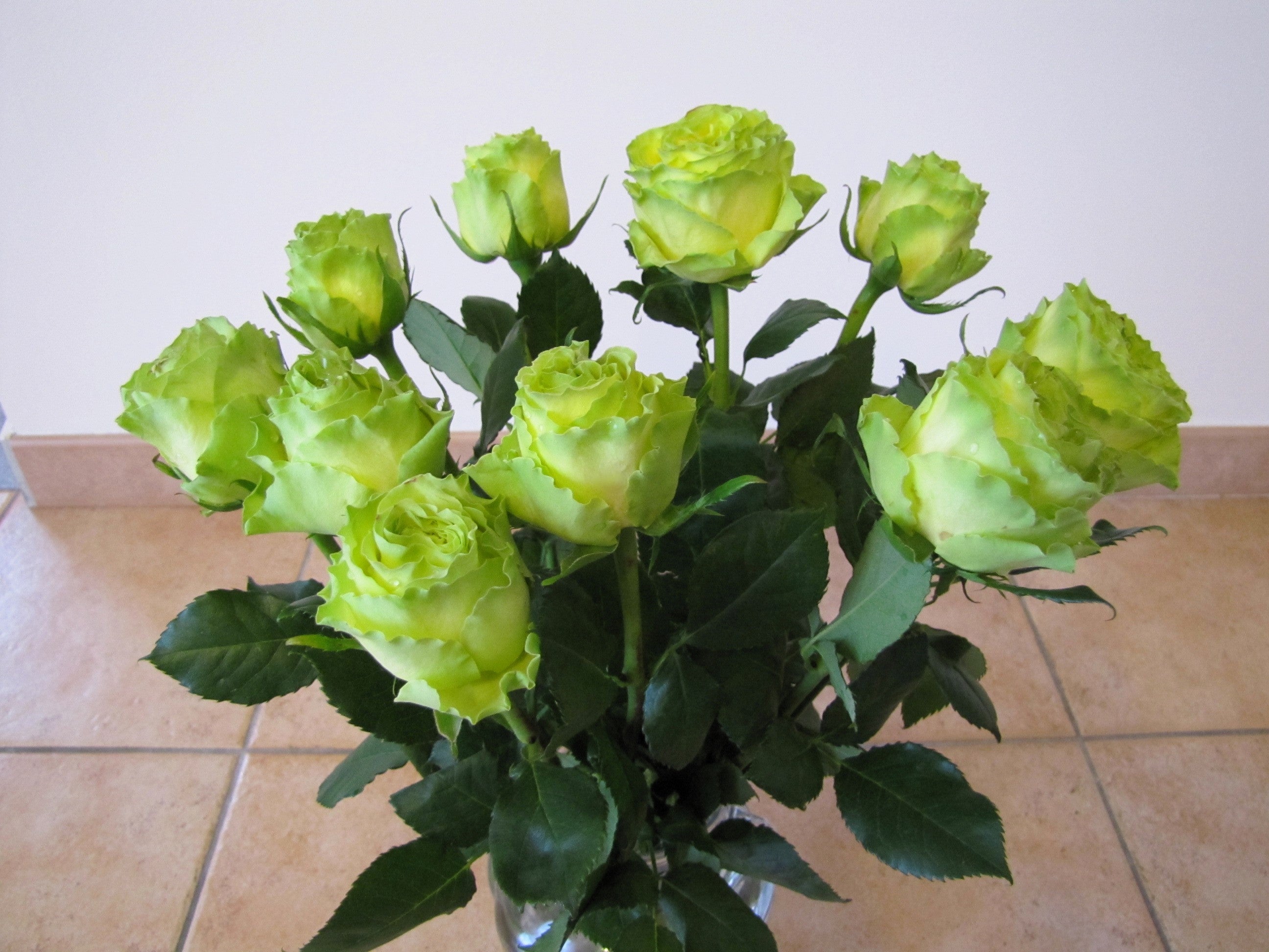 5 GREEN ROSE Rosa Bush Shrub Perennial Flower Seeds