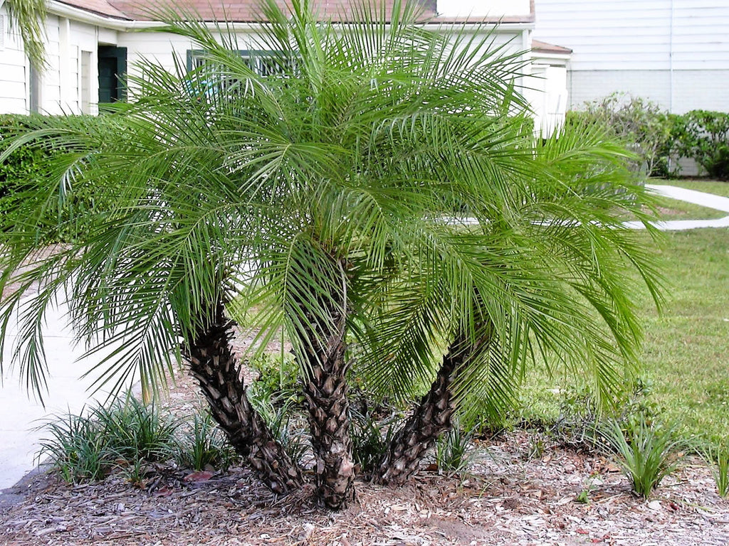 10 PYGMY DATE PALM Phoenix Roebelenii Dwarf Miniature Ornamental Fruit Tree Houseplant Seeds