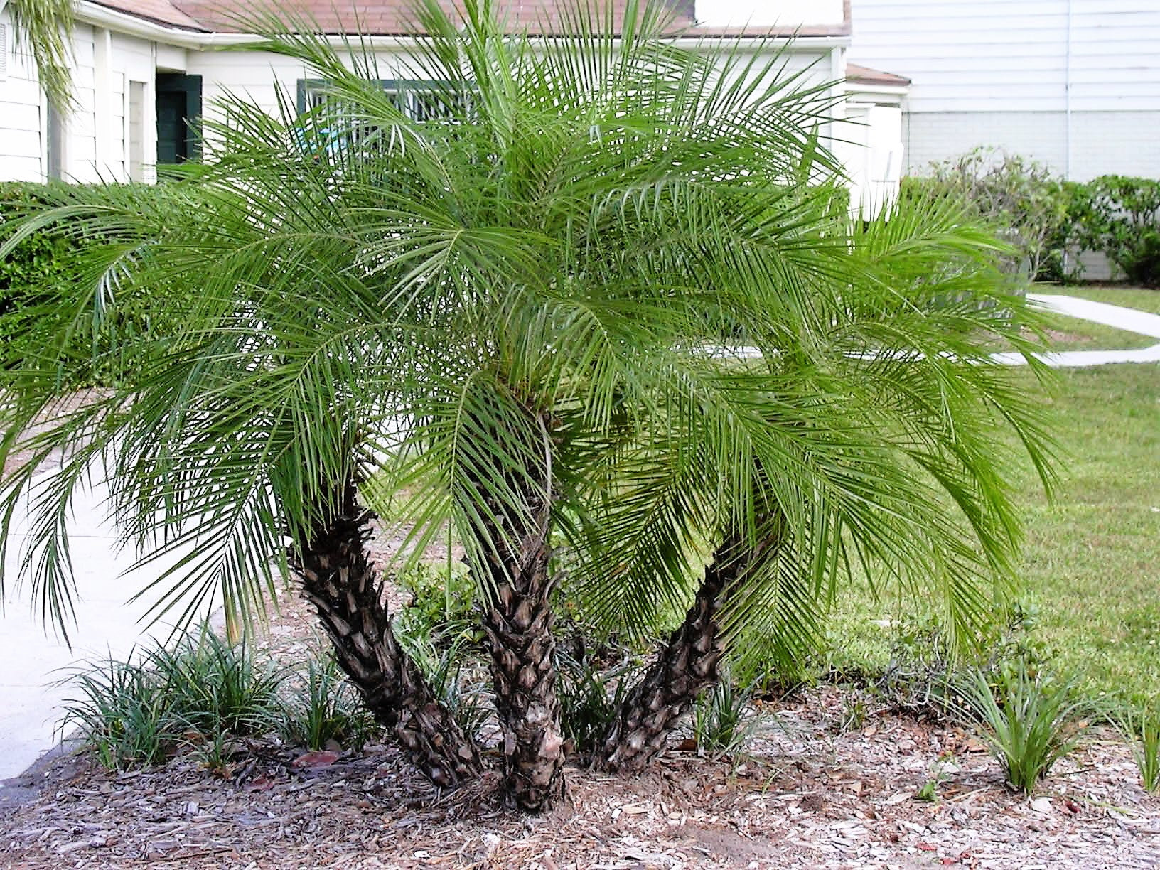 10 PYGMY DATE PALM Phoenix Roebelenii Dwarf Miniature Ornamental Fruit Tree Houseplant Seeds