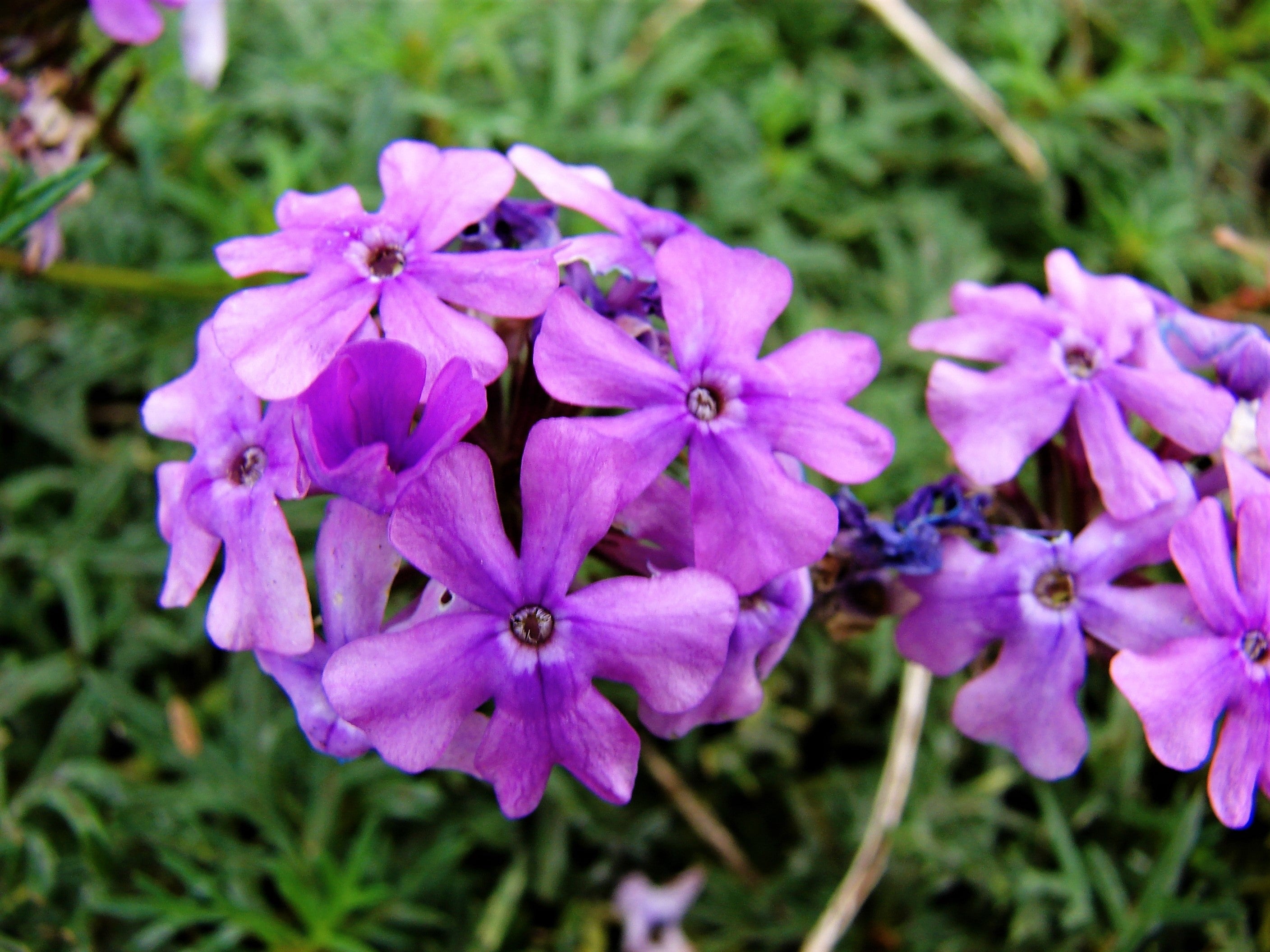 500 Purple HARDY MOSS VERBENA Tenuisecta Fragrant Flower Seeds