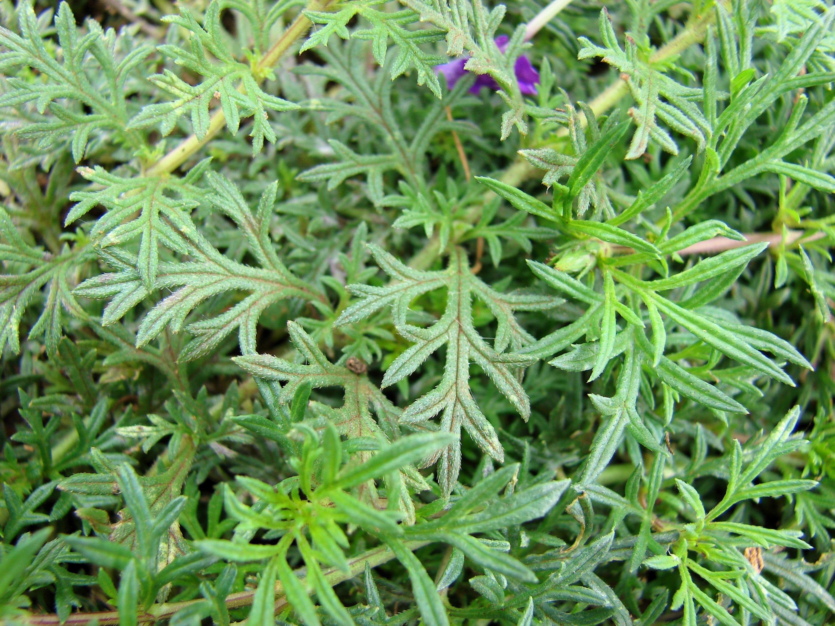500 Purple HARDY MOSS VERBENA Tenuisecta Fragrant Flower Seeds