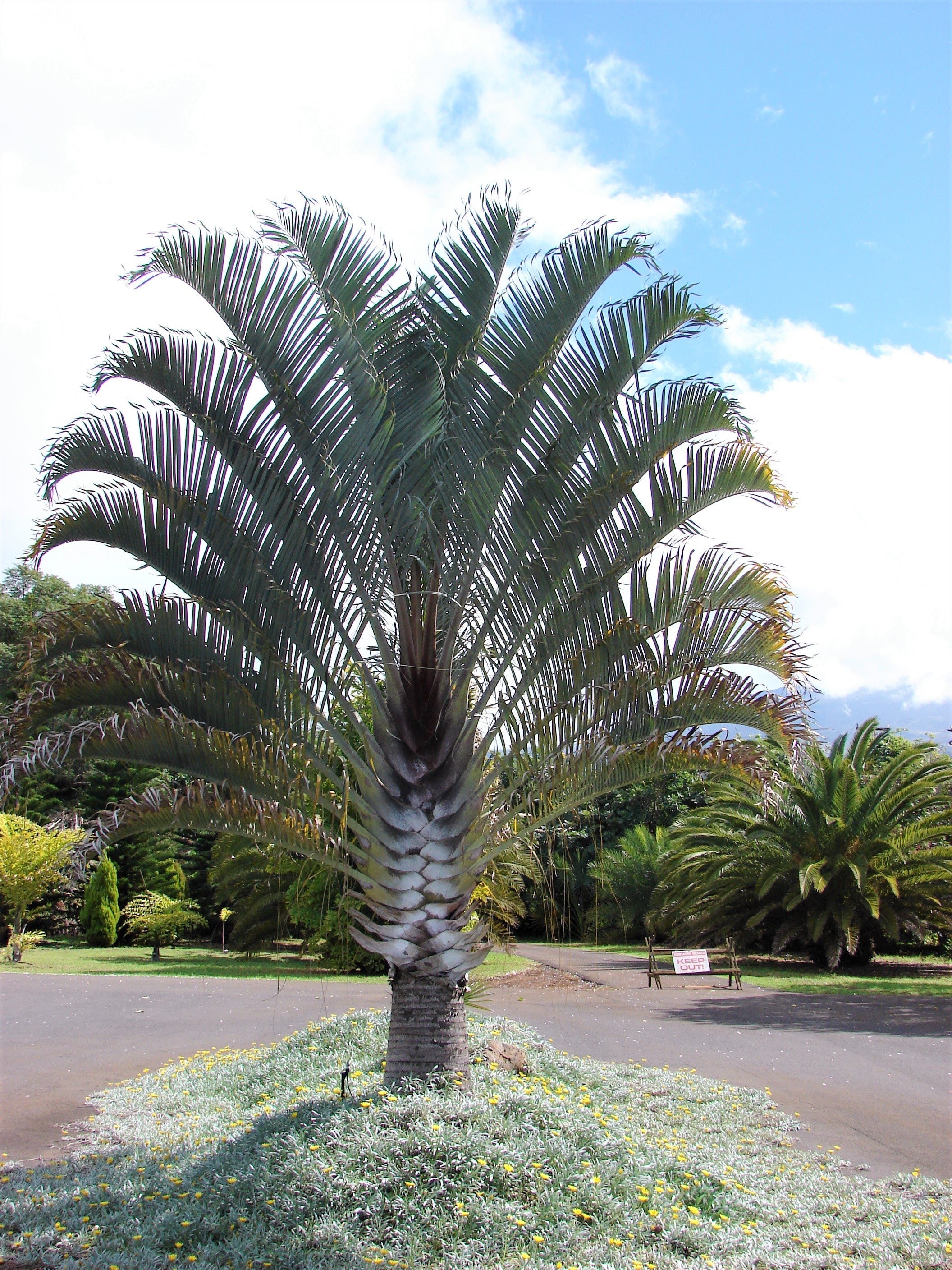 10 TRIANGLE PALM TREE Dypsis Decaryi Rare Tropical from Madagascar Seeds