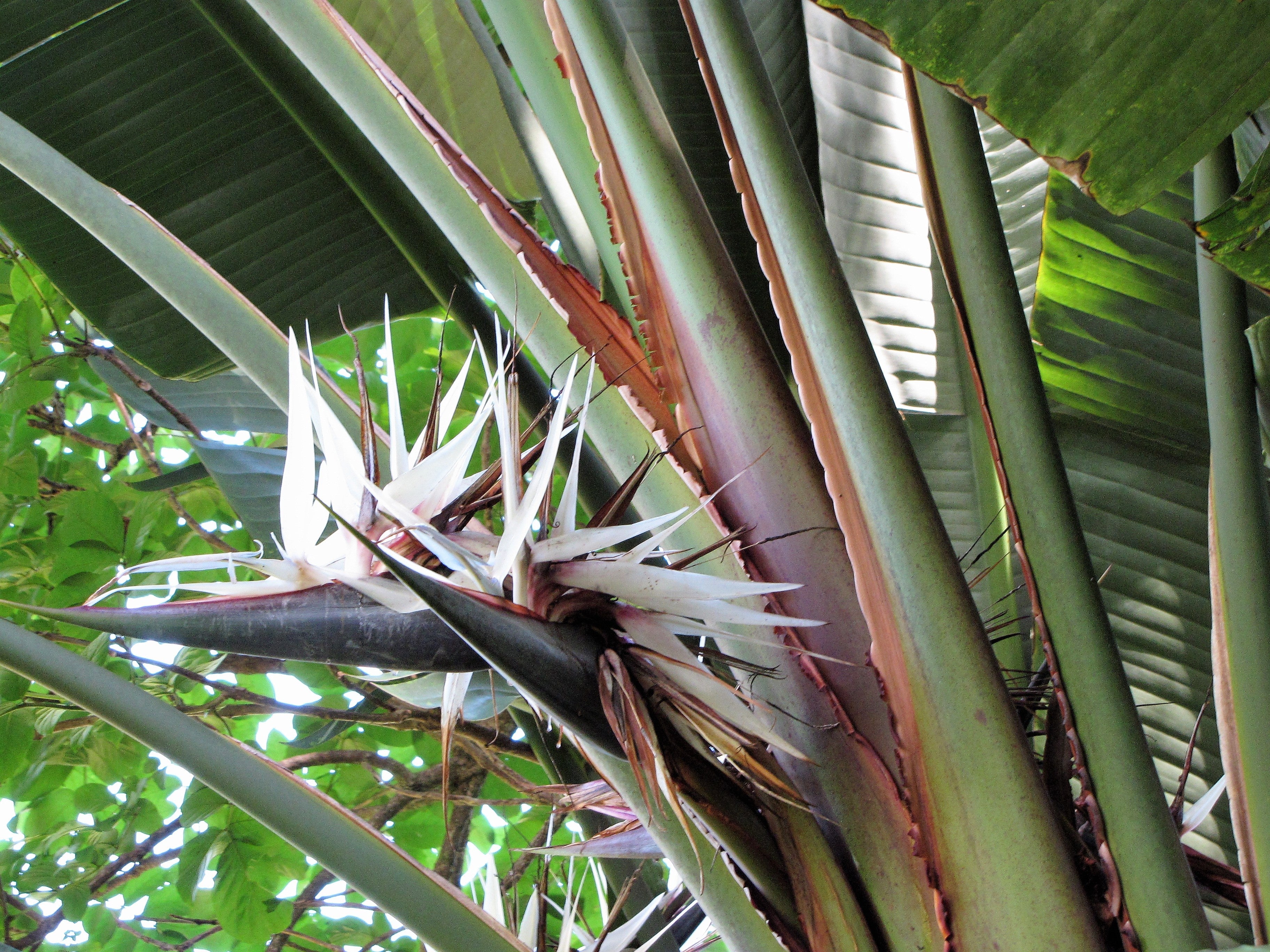 5 GIANT BIRD OF PARADISE Tree Strelitzia Nicolai Wild Banana White Crane Blue Purple Flower Houseplant Seeds