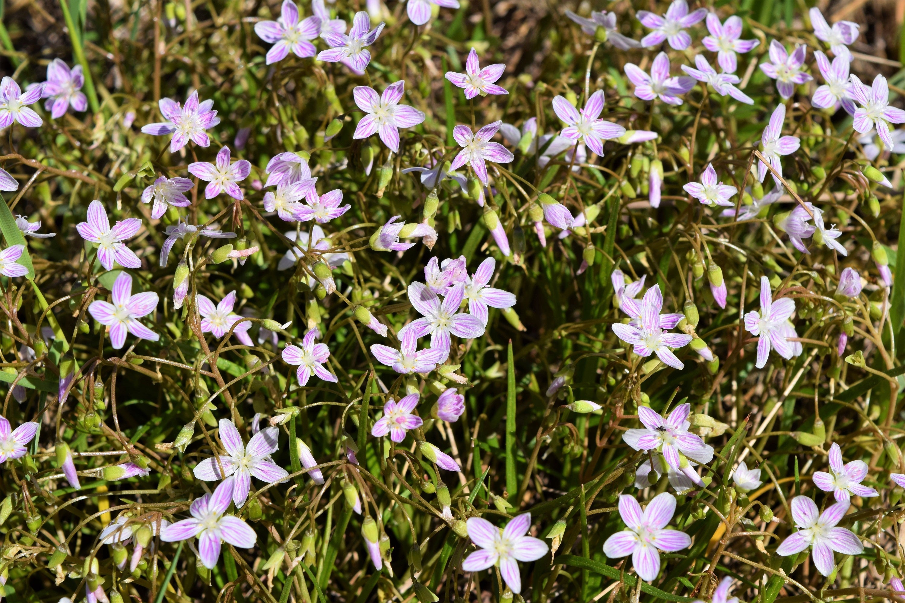 20 VIRGINIA SPRING BEAUTY Claytonia Virginica Eastern Fairy Pink Striped Native Grass Shade Flower Herb Seeds