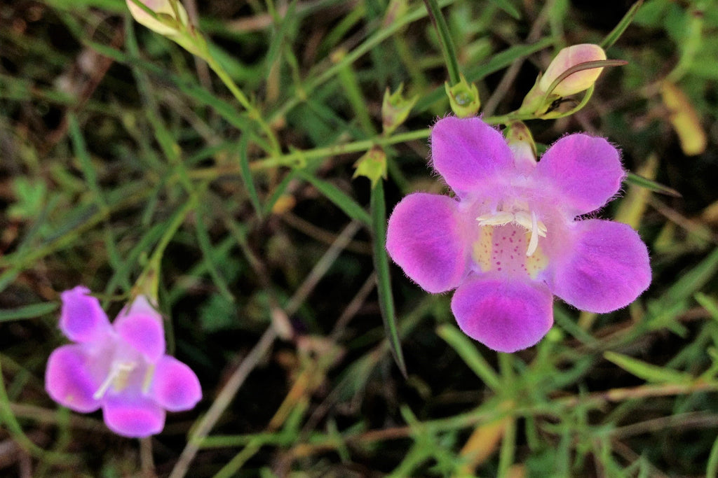 100 FALSE PURPLE FOXGLOVE Rose Gerardia Wetland Agalinis Purpurea Flower Seeds
