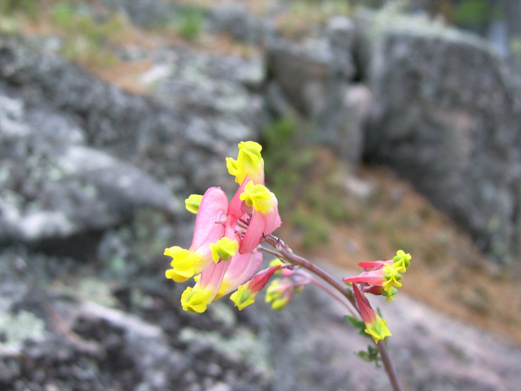 50 ROCK HARLEQUIN Pink & Yellow Corydalis Sempervirens Flower Seeds