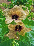 200 Black HENBANE Nightshade Hyoscyamus Niger Flower Seeds