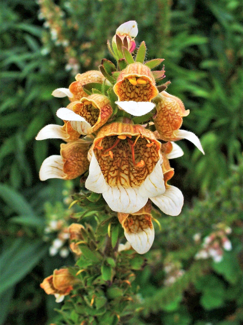 200 GRECIAN FOXGLOVE Wooly Digitalis Lanata Hummingbird White Yellow Purple Brown Flower Seeds