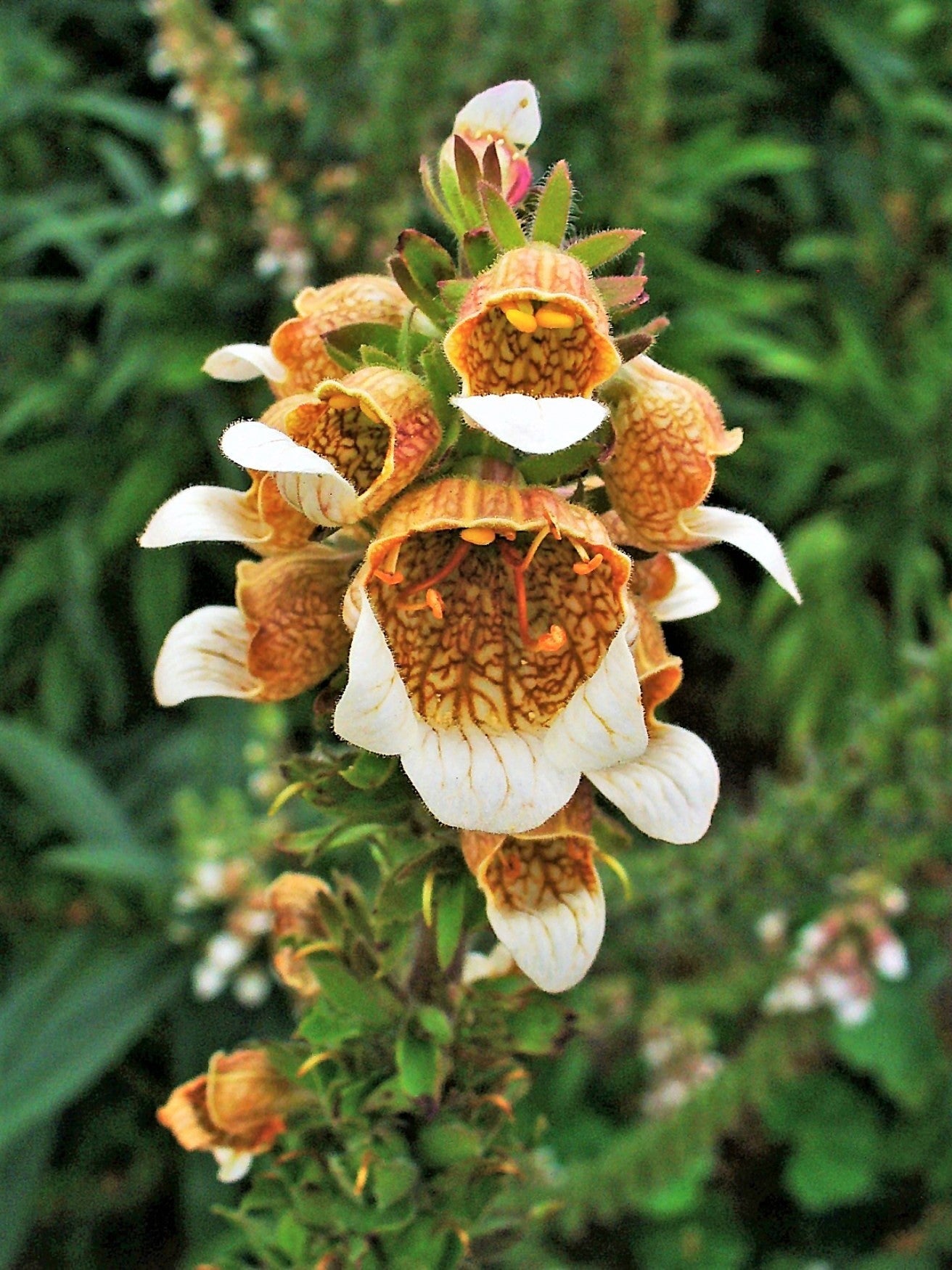 200 GRECIAN FOXGLOVE Wooly Digitalis Lanata Hummingbird White Yellow Purple Brown Flower Seeds